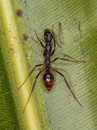 Foto de Hormiga dorosa adulta de la especie Dolichoderus imitator - Imagen libre de derechos