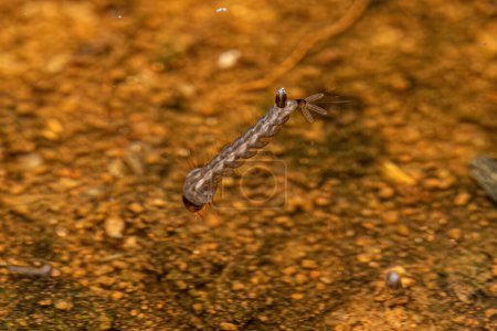Téléchargez les photos : Fièvre jaune Larve de moustique de l'espèce Aedes aegypti - en image libre de droit