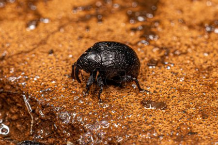 Photo for Adult True Weevil of the Family Curculionidae - Royalty Free Image