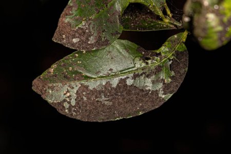 Foto de Black Sooty Mold of the Genus Capnodium on a Rangpur Fruit Tree of the genus Citrus - Imagen libre de derechos