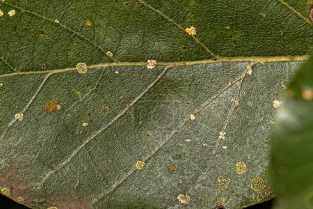 Photo for Higher Ascomycetes Fungi of the Genus Strigula on avocado tree leaf - Royalty Free Image