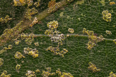 Foto de Ascomicetos más altos Hongos del género Strigula en la hoja de aguacate - Imagen libre de derechos