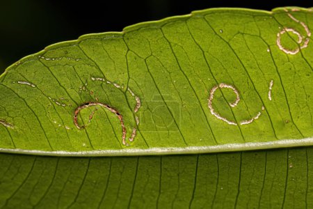 Foto de Mombins Tree Leaves of the Genus Spondias with damage by White Flies Insects of the Family Aleyrodidae - Imagen libre de derechos