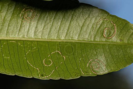Foto de Mombins Tree Leaves of the Genus Spondias with damage by White Flies Insects of the Family Aleyrodidae - Imagen libre de derechos