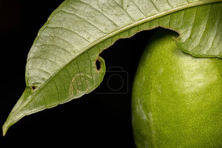 Photo for Mombins Tree Leaves of the Genus Spondias with damage by White Flies Insects of the Family Aleyrodidae - Royalty Free Image