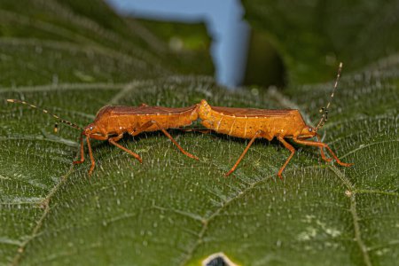 Photo for Adult Squash Bugs of the Genus Anasa coupling - Royalty Free Image