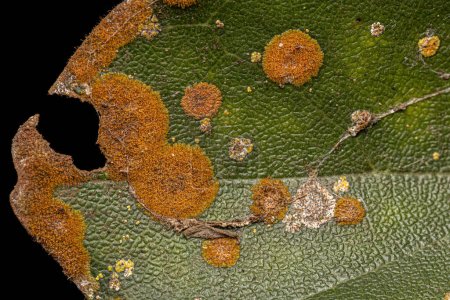 Foto de Pequeñas algas terrestres naranjas del género Phycopeltis - Imagen libre de derechos