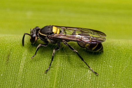 Photo for Adult Long-waisted Honey Wasp of the Subgenus Myrapetra - Royalty Free Image