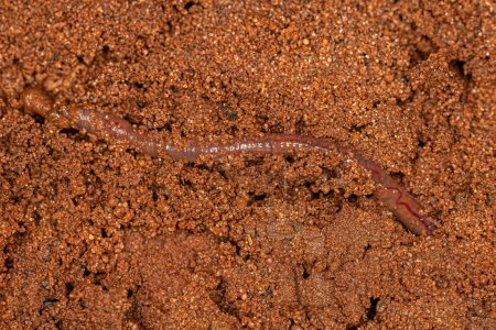 Téléchargez les photos : Petit arthropode de vers de terre de la sous-classe Oligochaeta - en image libre de droit