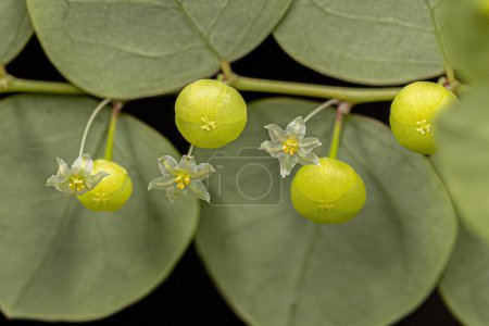 Foto de Pequeña planta eólica de la especie Phyllanthus orbiculatus - Imagen libre de derechos
