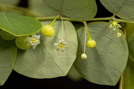 Foto de Pequeña planta eólica de la especie Phyllanthus orbiculatus - Imagen libre de derechos