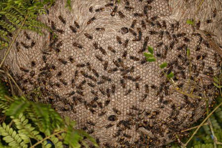 Photo for Nest of Honey Wasps of the Genus Brachygastra - Royalty Free Image