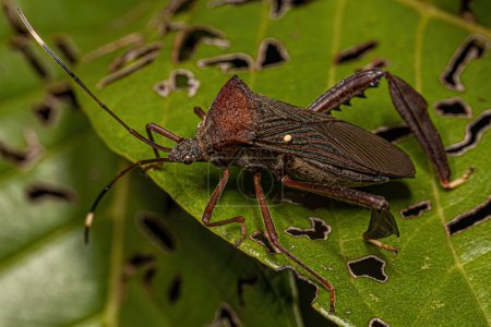 Téléchargez les photos : Bug à pattes feuilles adulte de la tribu Acanthocephalini avec un oeuf attaché d'une mouche parasitoïde de la famille des Tachinidae - en image libre de droit