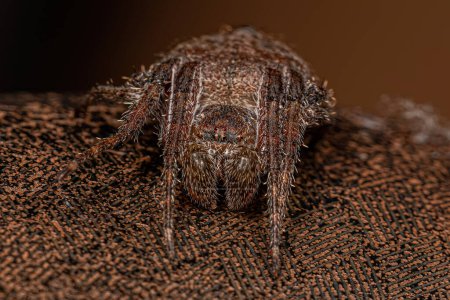 Photo for Male Adult Typical Orbweaver of the species Eriophora edax - Royalty Free Image