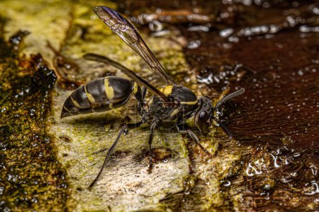 Photo for Adult Long-waisted Honey Wasp of the Subgenus Myrapetra - Royalty Free Image