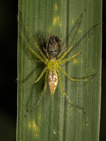 Téléchargez les photos : Pépinière femelle adulte Araignée de l'espèce Architis spinipes s'attaquant à une cicadelle adulte typique de la sous-famille des Coelidiinae - en image libre de droit