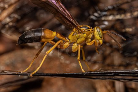 Photo for Adult Gregarious Paper Wasp of the species Agelaia pallipes - Royalty Free Image