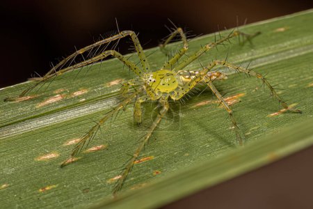 Téléchargez les photos : Petite pépinière mâle Araignée de l'espèce Architis spinipes - en image libre de droit