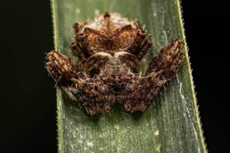 Photo for Small Orbweaver Spider of the Genus Parawixia - Royalty Free Image