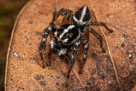 Araignée sauteuse mâle adulte du genre Freya