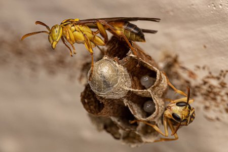 Photo for Adult Long-waisted Paper Wasp of the Genus Mischocyttarus - Royalty Free Image