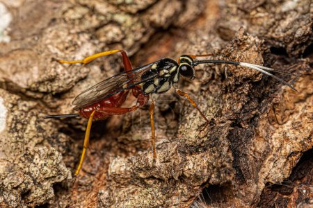 Photo for Adult Ichneumonid Wasp of the Family Ichneumonidae - Royalty Free Image