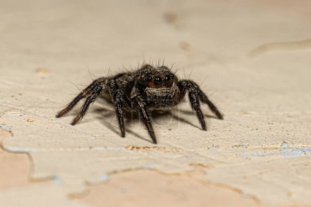 Petite araignée sauteuse du genre Corythalia
