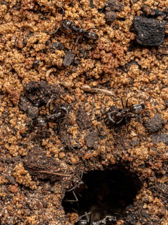 Photo for Adult Pyramid Ants of the Genus Dorymyrmex - Royalty Free Image