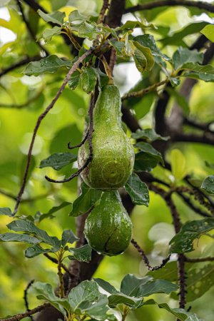 Photo for Avocado Fruit Tree of the species Persea americana - Royalty Free Image