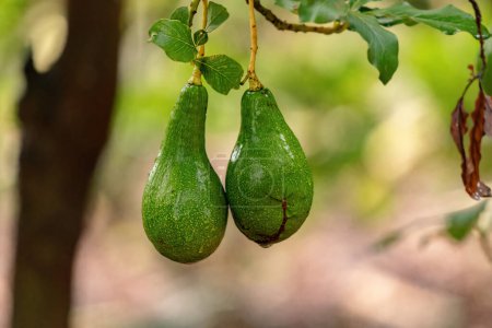 Photo for Avocado Fruit Tree of the species Persea americana - Royalty Free Image