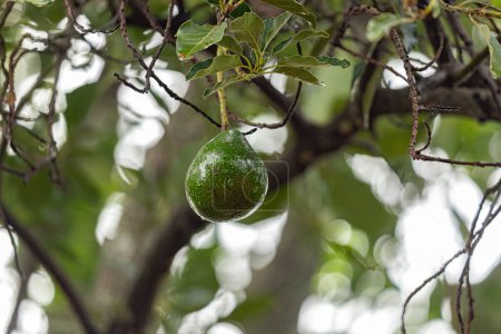Foto de Aguacate Árbol frutal de la especie Persea americana - Imagen libre de derechos