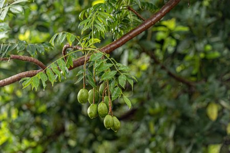 Mombins Tree Fruit of the Genus Spondias