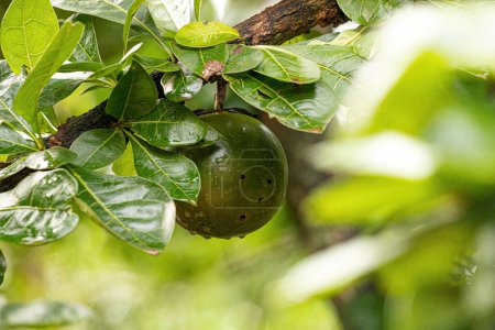 Téléchargez les photos : Calabash Arbre de l'espèce Crescentia cujete à orientation sélective - en image libre de droit