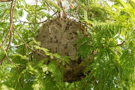 Photo for Nest of Honey Wasps of the Genus Brachygastra - Royalty Free Image