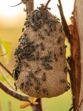 Photo for Nest of Long-waisted Honey Wasps of the Subgenus Myrapetra - Royalty Free Image