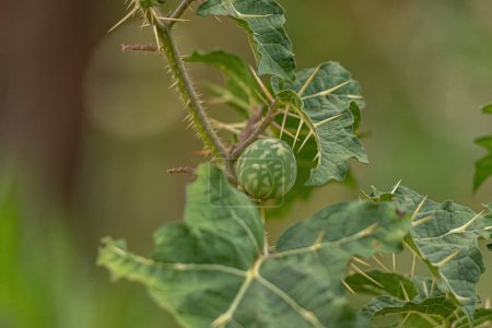 Foto de Sombra Nocturna Planta de la especie Solanum palinacanthum - Imagen libre de derechos