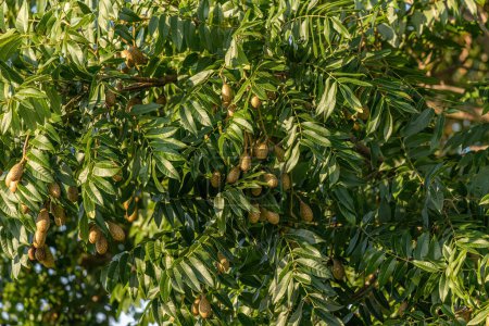Téléchargez les photos : Angiosperme fruitier du genre Cedrela - en image libre de droit