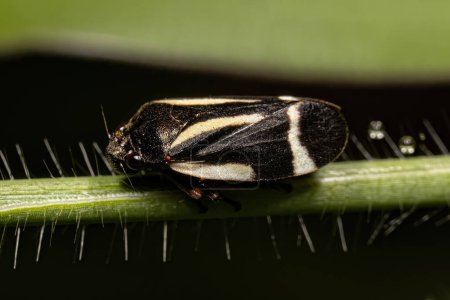 Foto de Froghopper negro adulto de la especie Notozulia entreriana - Imagen libre de derechos