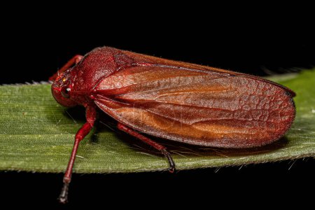 Foto de Insecto Froghopper rojo adulto de la familia Cercopidae - Imagen libre de derechos