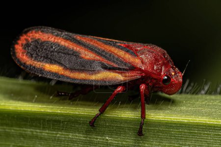 Foto de Insectos Froghopper Adultos de la Familia Cercopidae - Imagen libre de derechos