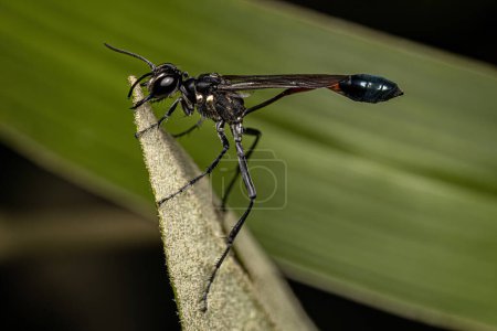 Photo for Adult Thread waisted Sand Wasp of the Genus Ammophila - Royalty Free Image