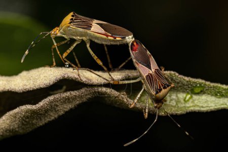Photo for Adult Leaf-footed Bugs of the Species Hypselonotus fulvus coupling - Royalty Free Image