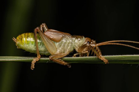 Foto de Raspy Cricket Ninfa de la Familia Gryllacrididae - Imagen libre de derechos