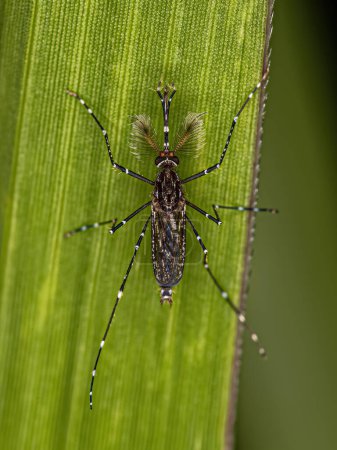 Foto de Masculino adulto Culicine Mosquito Insecto del subgénero Rhynchotaenia - Imagen libre de derechos