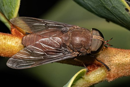 Téléchargez les photos : Insecte adulte de la sous-famille des Tabaninae - en image libre de droit