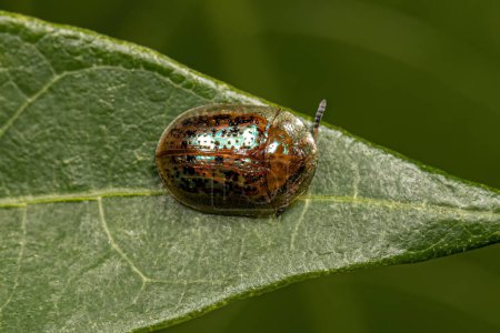 Photo for Adult Tortoise Beetle of the Genus Agroiconota - Royalty Free Image