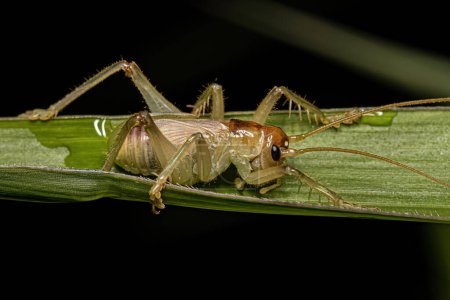 Foto de Masculino Raspy Cricket Ninfa de la familia Gryllacrididae - Imagen libre de derechos
