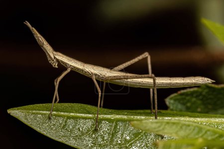 Photo for Neotropical Stick Grasshopper of the Family Proscopiidae - Royalty Free Image