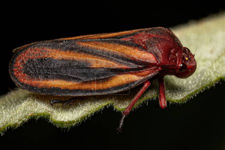 Foto de Insectos Froghopper Adultos de la Familia Cercopidae - Imagen libre de derechos