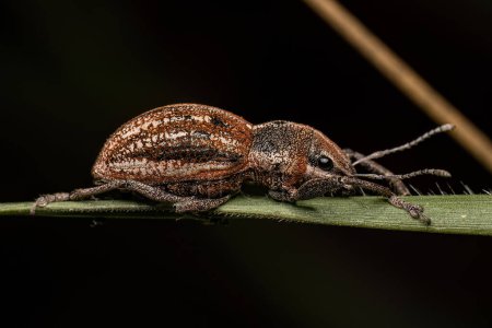 Photo for Adult Broad nosed Weevil of the Tribe Naupactini - Royalty Free Image